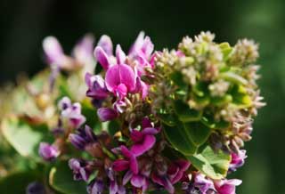 Foto, materieel, vrij, landschap, schilderstuk, bevoorraden foto,Een purpere bloem, Ik ben purper, Bloem, Wild gras, Boon