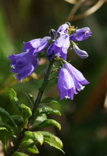 Foto, materiell, befreit, Landschaft, Bild, hat Foto auf Lager,Adenophora triphylla, Ich bin purpurrot, Adenophortriphylla, Wildes Gras, Blume