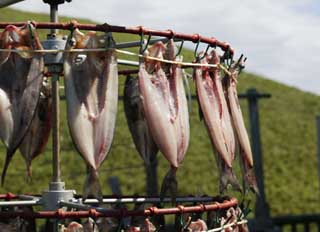 Foto, materiell, befreit, Landschaft, Bild, hat Foto auf Lager,Die Atka-Makrele, die sich umdreht, Fisch, getrockneter Fisch, , Atkmackerel