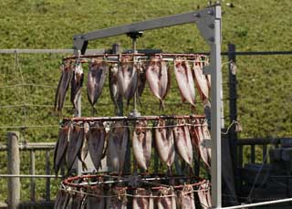 photo,material,free,landscape,picture,stock photo,Creative Commons,The Atka mackerel which turns around, fish, dried fish, , Atkmackerel