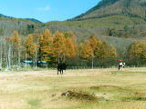 fotografia, materiale, libero il panorama, dipinga, fotografia di scorta,Vacche, , , , 