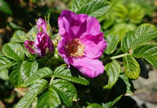 fotografia, material, livra, ajardine, imagine, proveja fotografia,Uma flor de um sweetbrier, , sweetbrier, , 