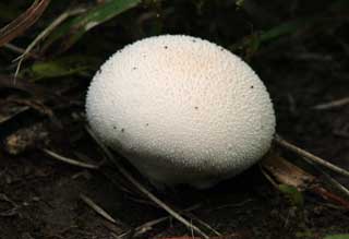 photo,material,free,landscape,picture,stock photo,Creative Commons,A baby mushroom, mushroom, , , 