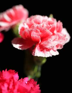 fotografia, materiale, libero il panorama, dipinga, fotografia di scorta,Colore rosa di un garofano, garofano, mazzolino, petalo, Garofano