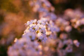 Foto, materiell, befreit, Landschaft, Bild, hat Foto auf Lager,Dmmerung eines spirea, , spiraea, spirea, Die Rahmensonne