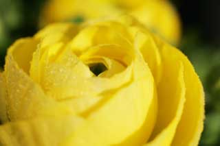 , , , , ,  .,  ranunculus., ranunculus, , petal, 