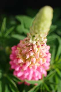 Foto, materiell, befreit, Landschaft, Bild, hat Foto auf Lager,Frhling eines Lupine, Lupine, Rosa, Knospe, Bltenblatt