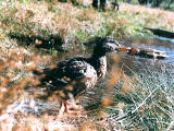 Foto, materieel, vrij, landschap, schilderstuk, bevoorraden foto,Het baden eende, , , , 