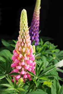 foto,tela,gratis,paisaje,fotografa,idea,Primavera de un lupine, Lupine, Rosado, Botn, Ptalo