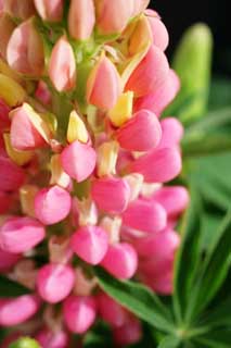 photo,material,free,landscape,picture,stock photo,Creative Commons,Spring of a lupine, lupine, Pink, bud, petal