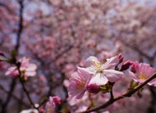 Foto, materiell, befreit, Landschaft, Bild, hat Foto auf Lager,Ein rosa Kirschenbaum, Kirschenbaum, , , Rosa