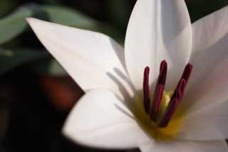 photo,material,free,landscape,picture,stock photo,Creative Commons,Spring of a tulip, , tulip, White, flower