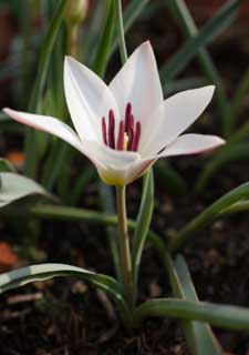 Foto, materieel, vrij, landschap, schilderstuk, bevoorraden foto,Ontspringen van een tulp, , Tulp, Blanke, Bloem