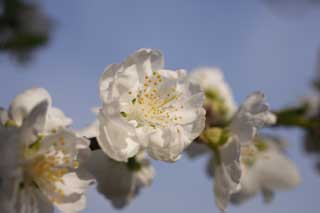 foto,tela,gratis,paisaje,fotografa,idea,Una flor blanca de la primavera, En primavera, Blanco, Flor, Estambre