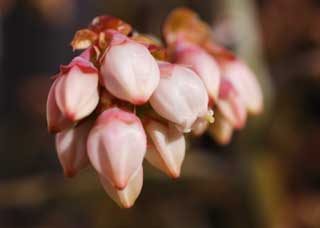 fotografia, materiale, libero il panorama, dipinga, fotografia di scorta,Un fiore di un mirtillo, mirtillo, gemma, pistillo, petalo