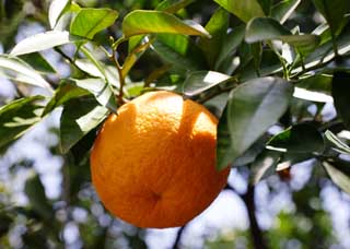 , , , , ,  .,  natsudaidai., , Citrus , , mandarin 