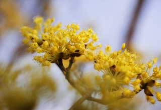 photo,material,free,landscape,picture,stock photo,Creative Commons,A yellow floret of spring, Yellow, flower, floret, In spring