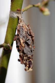 foto,tela,gratis,paisaje,fotografa,idea,Gusano de Fagot, Insecto de Mino, Gusano de fagot, , Bagworm