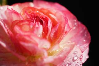 photo,material,free,landscape,picture,stock photo,Creative Commons,Pink of a ranunculus, ranunculus, Pink, petal, drop