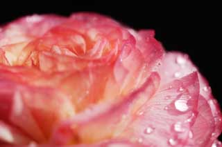 foto,tela,gratis,paisaje,fotografa,idea,Rosado de un ranunculus, Ranunculus, Rosado, Ptalo, Caiga