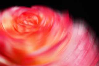 photo,material,free,landscape,picture,stock photo,Creative Commons,A dance of ripe spring, ranunculus, Pink, petal, drop