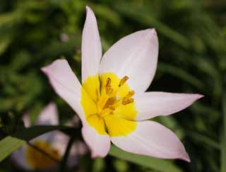 fotografia, materiale, libero il panorama, dipinga, fotografia di scorta,Un fiore di primavera, Bianco, Giallo, petalo, stame