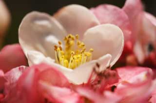 fotografia, materiale, libero il panorama, dipinga, fotografia di scorta,Un fiore bianco di una mela cotogna fiorita, Io divengo senile, , mela cotogna fiorita, Bianco