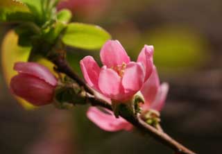 Foto, materieel, vrij, landschap, schilderstuk, bevoorraden foto,Een bloem van een Chinees kweepeer, Chinees kweepeer, Ik niet het leen, , Rose