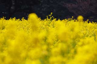 photo,material,free,landscape,picture,stock photo,Creative Commons,Rape flowers, rape flower, NanoHana, Yellow, 