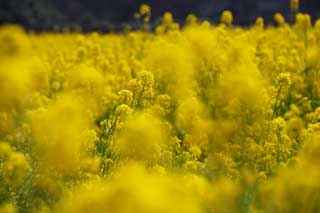 photo,material,free,landscape,picture,stock photo,Creative Commons,Rape flowers, rape flower, NanoHana, Yellow, 