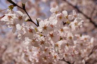 photo, la matière, libre, aménage, décrivez, photo de la réserve,Un fleurs de l'arbre de la cerise, arbre de la cerise, arbre de la cerise, arbre de la cerise, Arbre de cerise Yoshino