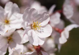 photo, la matire, libre, amnage, dcrivez, photo de la rserve,Un fleurs de l'arbre de la cerise, arbre de la cerise, , , Arbre de cerise Yoshino