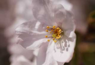 photo, la matire, libre, amnage, dcrivez, photo de la rserve,Un fleurs de l'arbre de la cerise, arbre de la cerise, , , Arbre de cerise Yoshino