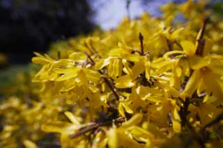 ,,, ,,,forsythia .  , forsythia ., , .  , Forsythisuspensa.  