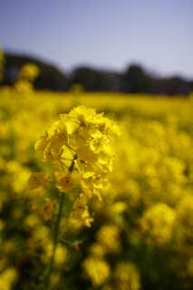 Foto, materieel, vrij, landschap, schilderstuk, bevoorraden foto,Verkrachten bloemen, Verkracht bloem, Nanohana, Geel, 