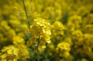 photo,material,free,landscape,picture,stock photo,Creative Commons,Rape flowers, rape flower, NanoHana, Yellow, 