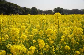 fotografia, materiale, libero il panorama, dipinga, fotografia di scorta,Fiori di stupro, stupri fiore, NanoHana, Giallo, 