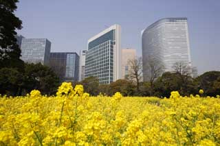 photo,material,free,landscape,picture,stock photo,Creative Commons,Rape flowers and a building, rape flower, NanoHana, Yellow, 