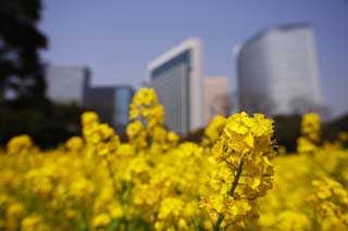 Foto, materieel, vrij, landschap, schilderstuk, bevoorraden foto,Verkrachten bloemen en een gebouw, Verkracht bloem, Nanohana, Geel, 