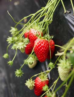 fotografia, materiale, libero il panorama, dipinga, fotografia di scorta,Una fragola del tempo di raccolto, fragola, , , Frutta