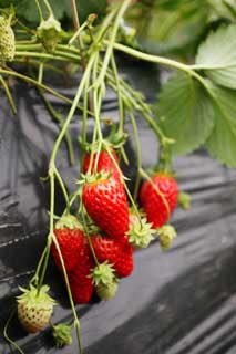 photo, la matire, libre, amnage, dcrivez, photo de la rserve,Une fraise du temps de la rcolte, fraise, , , Fruit