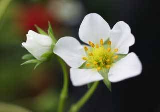 fotografia, material, livra, ajardine, imagine, proveja fotografia,Uma flor de um morango, morango, , , Branco