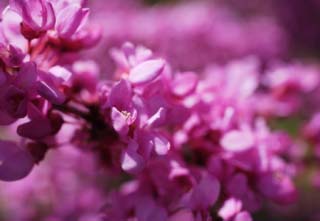 photo,material,free,landscape,picture,stock photo,Creative Commons,A pink flower, Pink, bean, In spring, petal