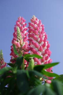 Foto, materiell, befreit, Landschaft, Bild, hat Foto auf Lager,Ein Lupine zu einem blauen Himmel, Rosa, blauer Himmel, Lupine, Bltenblatt