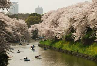 photo,material,free,landscape,picture,stock photo,Creative Commons,A cherry tree of a plover  deep water, cherry tree, moat, boat, Yoshino cherry tree