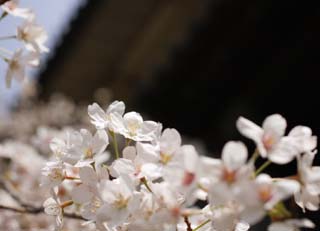 photo,material,free,landscape,picture,stock photo,Creative Commons,A cherry tree of the Imperial Palace, cherry tree, petal, , 