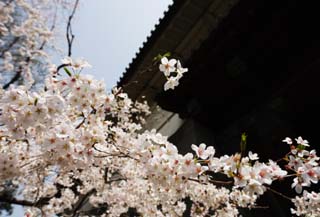 photo,material,free,landscape,picture,stock photo,Creative Commons,A cherry tree of the Imperial Palace, cherry tree, petal, , 