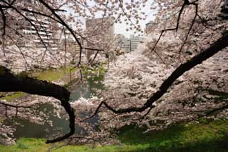 , , , , ,  .,  Imperial Palace., cherry , petal, , 