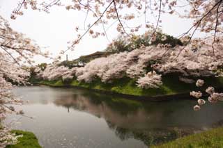 photo,material,free,landscape,picture,stock photo,Creative Commons,It is a decoy in a martial arts gymnasium, cherry tree, petal, , 