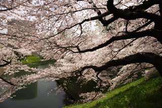 photo, la matière, libre, aménage, décrivez, photo de la réserve,Un arbre de la cerise du Palais Impérial, arbre de la cerise, pétale, arbre de la cerise, arbre de la cerise